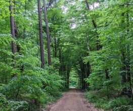 Die Wege im FriedWald Cloppenburg sind gut begehbar.
