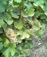 Lejus Arnaud image 3