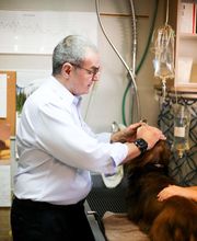 Animal Hospital of Dunedin image 16