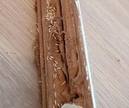 Protection Termite image 2