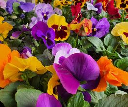 Rambert Fleurs image 15