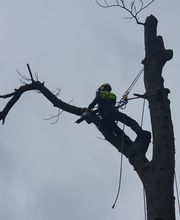 Nadrowski Baumdienst Bild 2