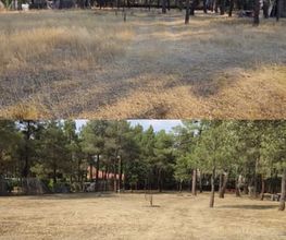 jardineros-segovia-5.jpg