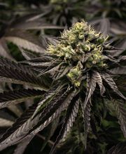 FACT FARM CBD - Produttore dal 2018 di Canapa Legale - CBD Shop Torino immagine 12