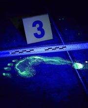 Forenseek image 10