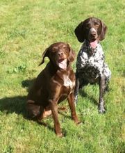 Dog Ways Hundecenter Bild 10