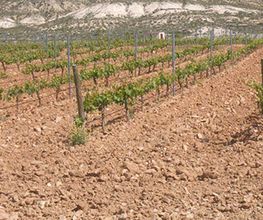 servicas-sl-plantas-03.jpg