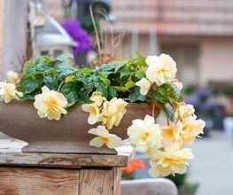 Blumen Brügger Bild 1