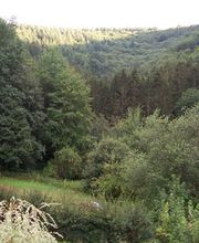 Ferienwohnung Pfaffenfels in Schönau/Pfalz Bild 5