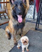 V'Educ-ton-chien image 9