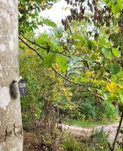 FriedWald Schurwald Bild 2