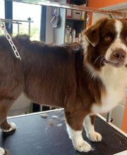 Nany'Dog Toilettage image 17