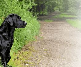 Wald & Hund - Hundetraining Bild 3