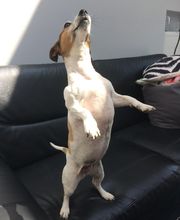 Toilettage canin et felin à domicile image 3