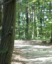 Die Wege im FriedWald Duttenstein sind gut begehbar.