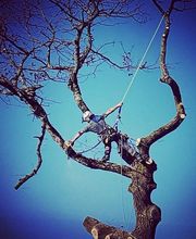 Franglais Soins Des Arbres image 11