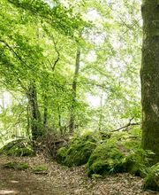 FriedWald Litermont Bild 7