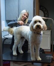 Glenroads Veterinary Clinic, A Thrive Pet Healthcare Partner image 4