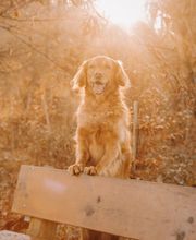 Hundeschule Schussenpfoten Bild 3