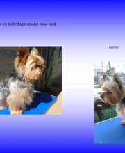 O'Prestige Canin image 2