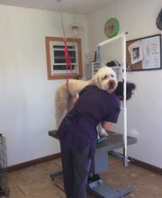Kingdom Canine Center image 6