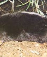 Appel Anti Nuisible image 6