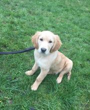 PATTE Z' EN CINQ - AURORE DI FELICE image 11