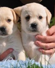 EARL La Passe De l'Eider image 1