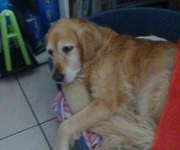 Hundebetreuung Oldies but Goldies Bild 20