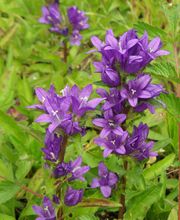 Staudengärtnerei David Müller Bild 31