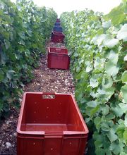 Champagne Laurent Etienne image 2