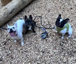 Focus Dogs Hundeschule KlG Bild 7