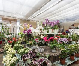 L'Orchidée Création image 6