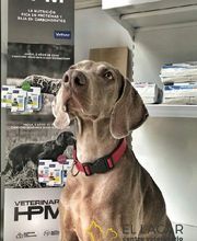 Centro veterinario El Lagar imagen 7