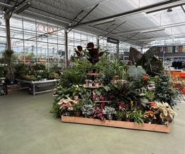 OBI Gartencenter Carouge Bild 3