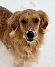 The Pet Wellness Group: Hebron image 7