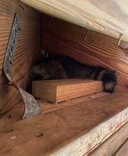 Critter Control image 12