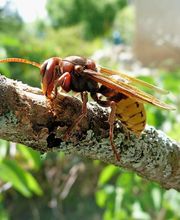 KH Anti-Nuisibles 3D image 13