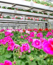 Bullo Luca Fiori Bild 7