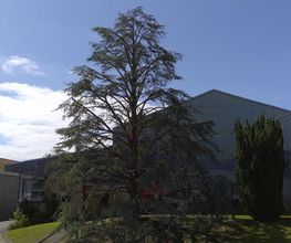 Sos jardin image 1