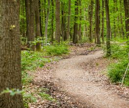 FriedWald Meroder Wald Bild 14