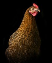 Les Volailles D'Armor image 9