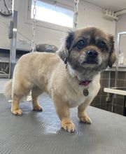 Concept Toilettage by Fabrice image 9