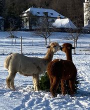 Ainring Alpakas Bild 8