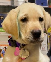 Paumanok Veterinary Hospital image 17