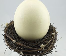 Straußenei im Nest