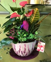 Floristería Campo y Jardín imagen 12