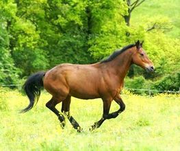 Bessy Equitation image 6