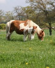 Les Sabots du Mas Massou image 1