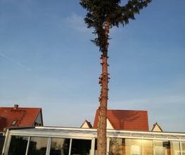 TC-Gartenbau Bild 8
